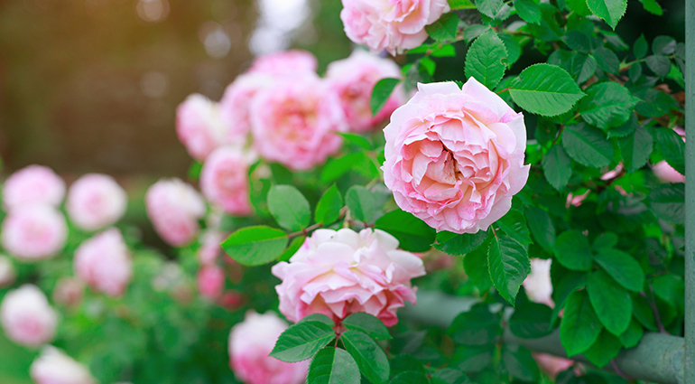 They Smelled Like Christ | Our Daily Bread