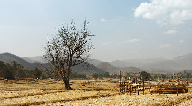 Gleaning the Fields | Our Daily Bread