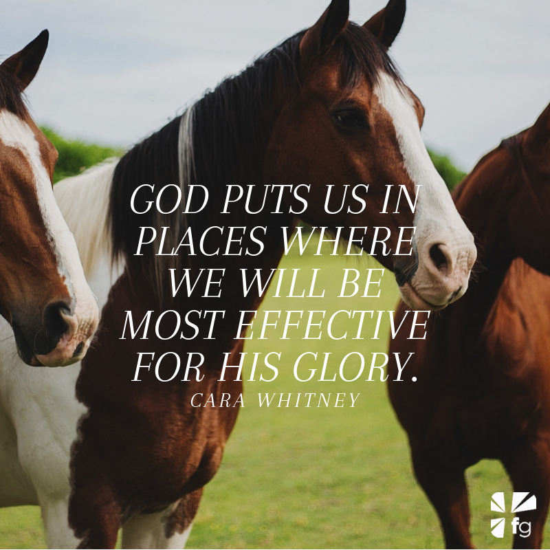 Foals With Potential | Unbridled Faith — FaithGateway