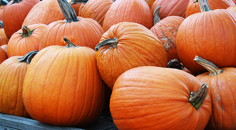 Treasure in a Pumpkin | Our Daily Bread