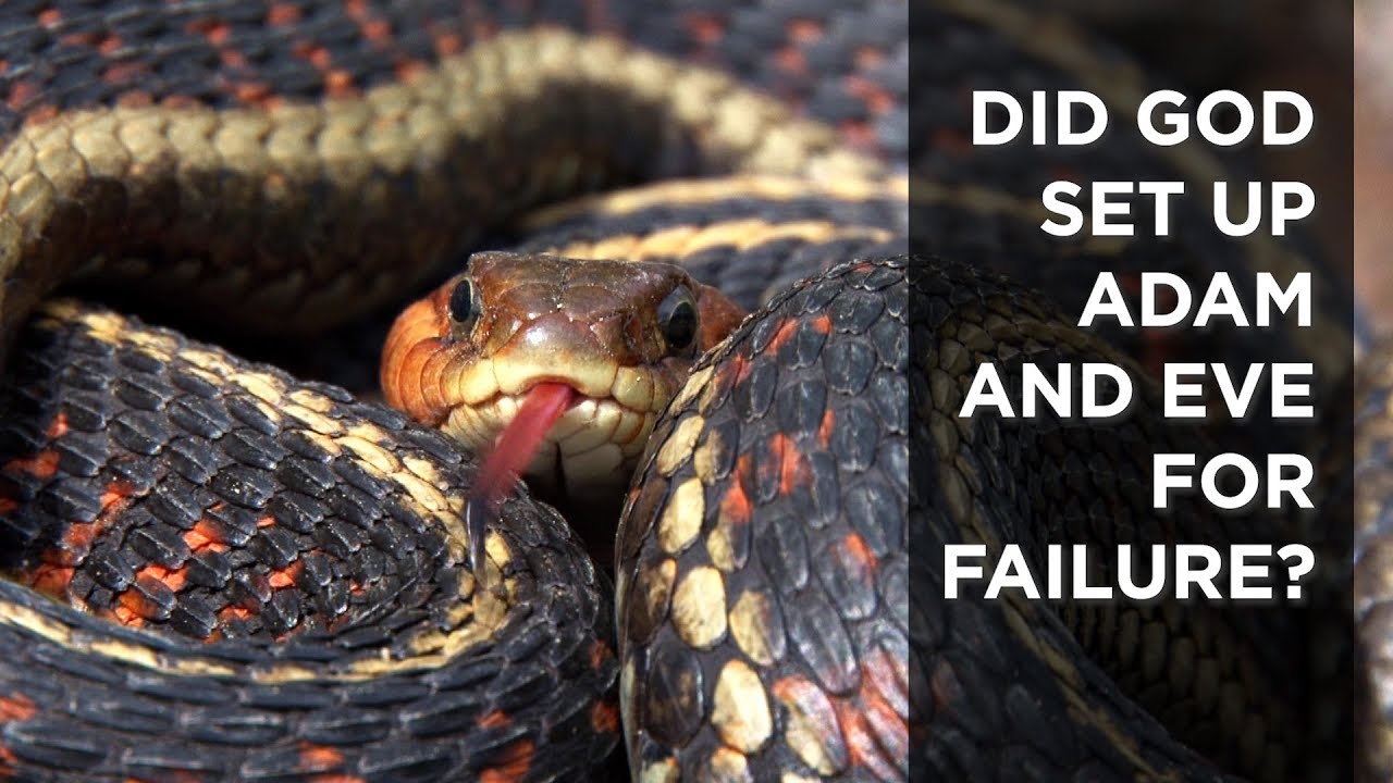Did God Set Up Adam and Eve for Failure? – YouTube