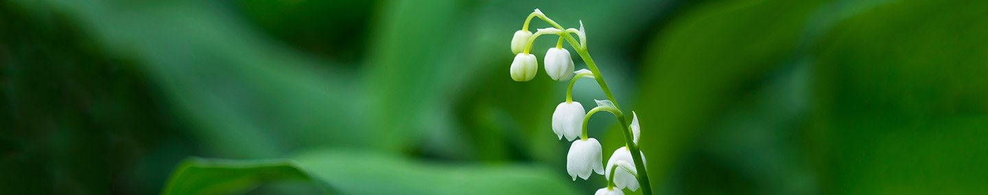 Wisdom’s Source | Our Daily Bread