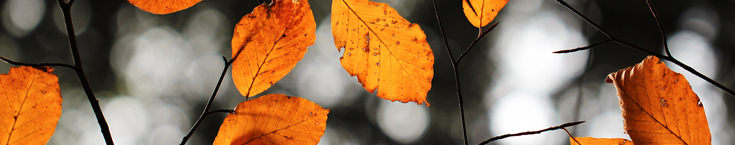 Thanks for Who God Is | Our Daily Bread
