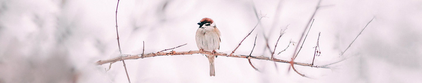 The Messenger | Our Daily Bread