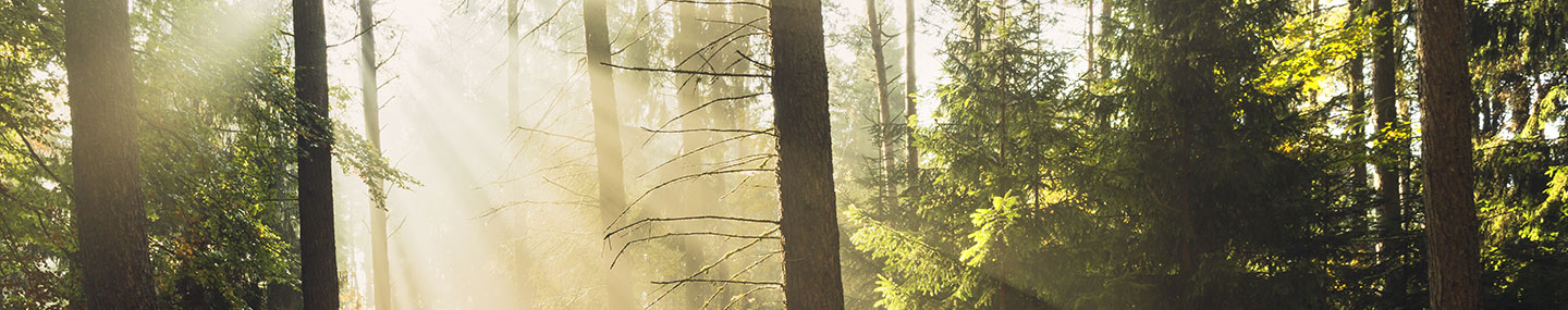 Walking in the Light | Our Daily Bread