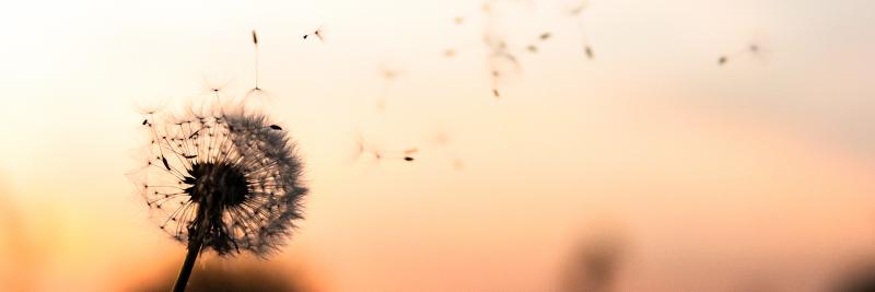 Dandelions and moms