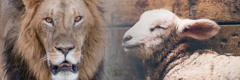 He’s both a lion and a lamb