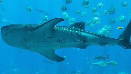 When Sharks Won’t Bite