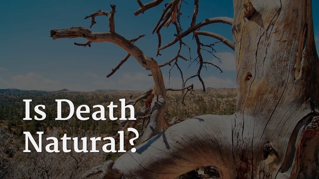 Is Death Natural? – YouTube