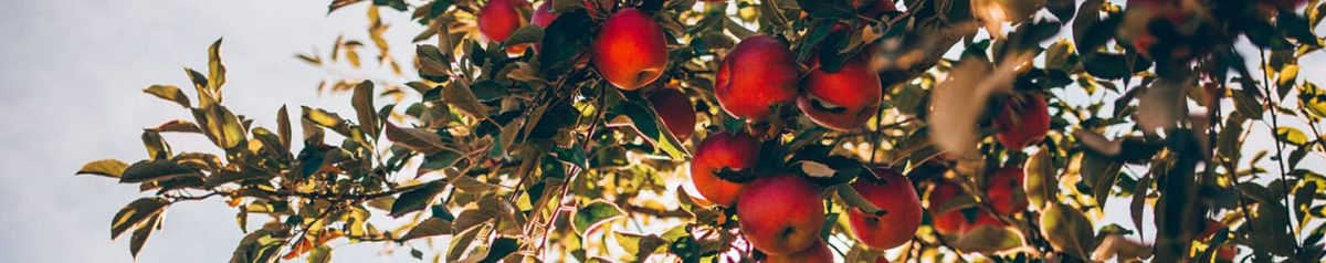 Fruitful to the End | Our Daily Bread